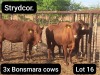 3X BONSMARA COW Strydcor