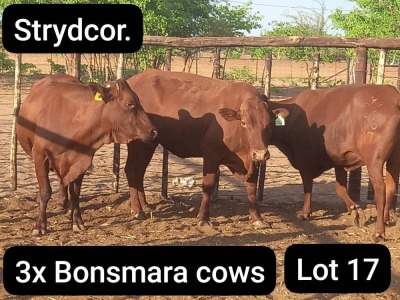 3X BONSMARA COW Strydcor