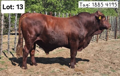 1X BEEFMASTER BULL Jaras (Pty)Ltd