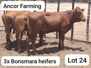 3X BONSMARA HEIFER Ancor Farming (Pty)Ltd