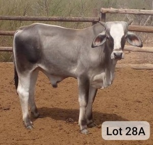 1X SIMBRA BULL Kgosietsile Kgwatalala