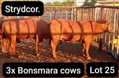 3X BONSMARA COW Strydcor