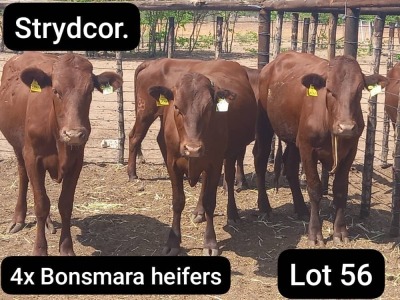 4X BONSMARA HEIFER Strydcor