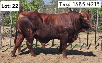 1X BEEFMASTER BULL Jaras (Pty)Ltd