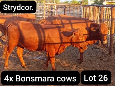 4X BONSMARA COW Strydcor