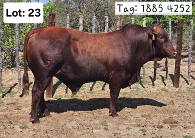 1X BEEFMASTER BULL Jaras (Pty)Ltd