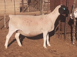 LOT 43 1 X DORPER OOI/EWE VICTOR KRUGER - T3 - DRAGTIG