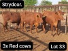 3X RED CATTLE COW Strydcor