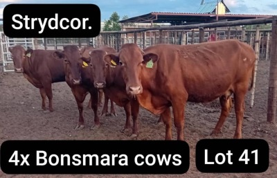 4X BONSMARA COW Strydcor