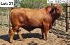 1X BEEFMASTER BULL Jaras (Pty)Ltd