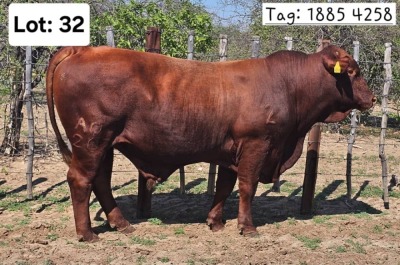 1X BEEFMASTER BULL Jaras (Pty)Ltd