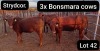 3X BONSMARA COW Strydcor