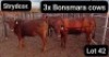3X BONSMARA COW Strydcor