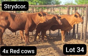 4X RED CATTLE COW Strydcor