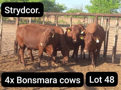 4X BONSMARA COW Strydcor