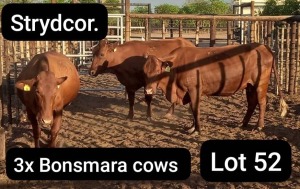 3X BONSMARA COW Strydcor