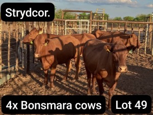 4X BONSMARA COW Strydcor