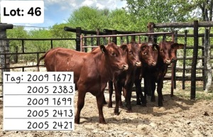 5X RED CATTLE HEIFER Jaras (Pty)Ltd