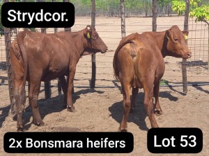 2X BONSMARA HEIFER Strydcor