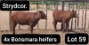 4X BONSMARA HEIFER Strydcor