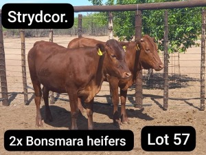 2X BONSMARA HEIFER Strydcor