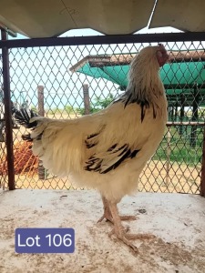 1X LIGHT SUSSEX ROOSTER Robert Musaerenge