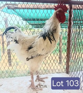 1X LIGHT SUSSEX ROOSTER Robert Musaerenge