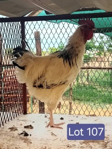 1X LIGHT SUSSEX ROOSTER Robert Musaerenge