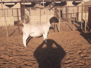 LOT 42 1 X DORPER OOI/EWE VICTOR KRUGER - T 3 DRAGTIG