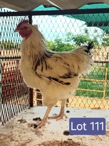 1X LIGHT SUSSEX ROOSTER Robert Musaerenge