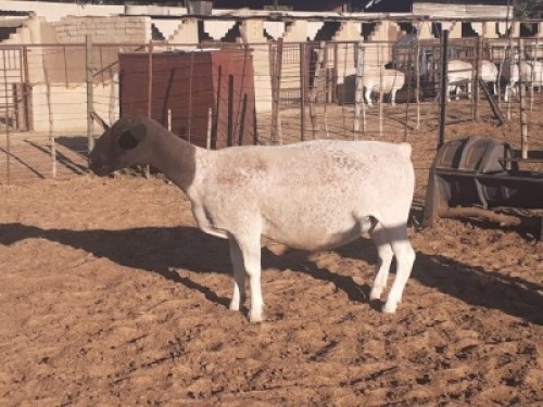LOT 44 1 X DORPER OOI/EWE VICTOR KRUGER - T4 DRAGTIG
