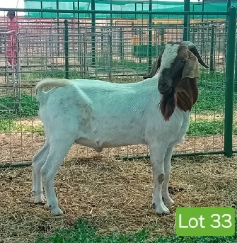 1X BOERGOAT BUCK Kgosietsile Kgwatalala