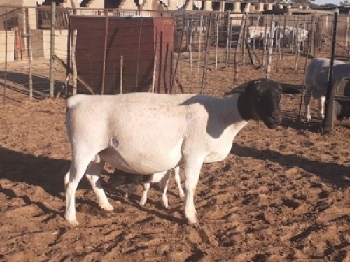 LOT 45 1 X DORPER OOI/EWE VICTOR KRUGER - T5 