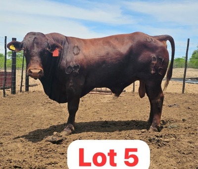 1X BEEFMASTER BULL Prince Choba