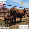 1+2X RED CATTLE COW & CALF Jaras (Pty)Ltd