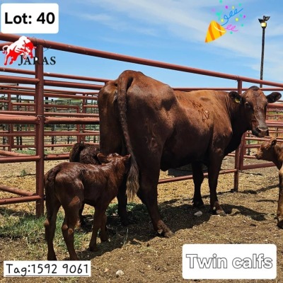 1+2X RED CATTLE COW & CALF Jaras (Pty)Ltd