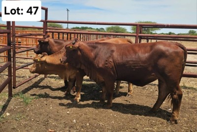 3X RED CATTLE COW Jaras (Pty)Ltd