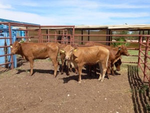 6X TYPE BONSMARA HEIFER Doepie du Plessis