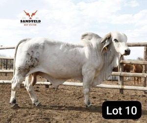 1X BRAHMAN BULL Sandveld beef station