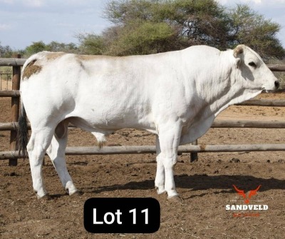 1X CHIANINA BULL Sandveld beef station