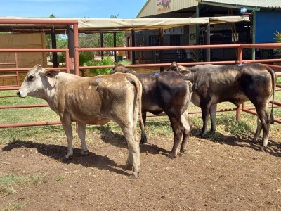 3X BRAHMAN HEIFER Doepie du Plessis