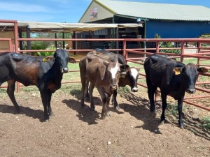 4X BRAHMAN HEIFER Doepie du Plessis