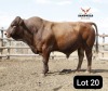 1X BONSMARA BULL Sandveld beef station