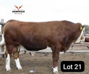 1X SIMMENTAL BULL Sandveld beef station