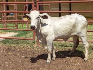 1X BRAHMAN HEIFER Doepie du Plessis