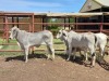 3X BRAHMAN HEIFER Doepie du Plessis