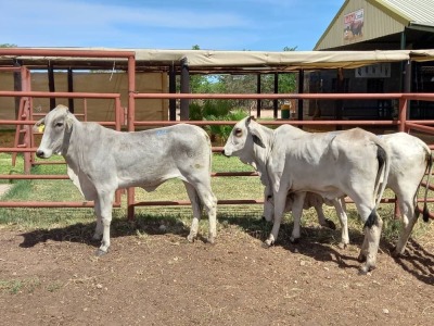 3X BRAHMAN HEIFER Doepie du Plessis