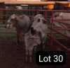 2X BRAHMAN COW & CALF Sandveld beef station