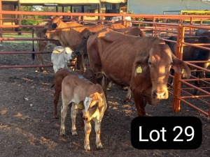 3X BRAHMAN COW & CALF Sandveld beef station