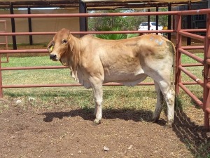 1X BRAHMAN HEIFER Doepie du Plessis